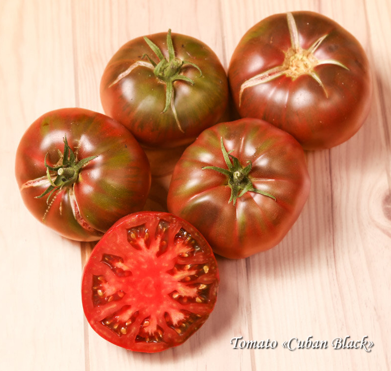 Tomato Cuban Black, Томат Кубинский чёрный
